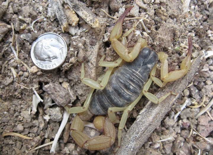 Desert Hairy Scorpion